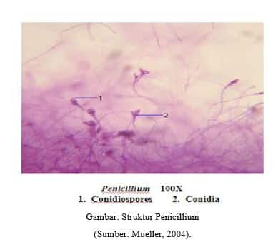 Gambar-Struktur-Penicillium