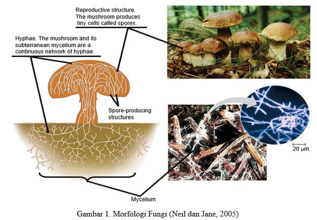 Tumbuhan jamur berkembang biak secara vegetatif menggunakan