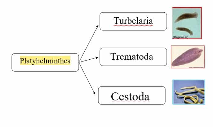 Pseudoselomata hewan triploblastik hewan yang adalah merupakan HEWAN VERTEBRATA