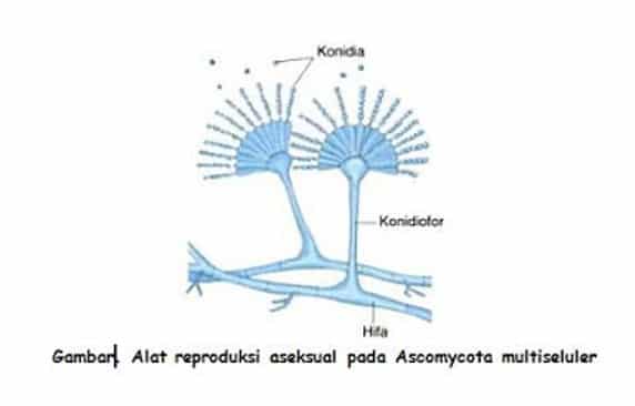 Reproduksi-Aseksual-Ascomycota-Multiseluler