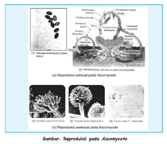 Reproduksi-Aseksual-Ascomycota-Uniseluler
