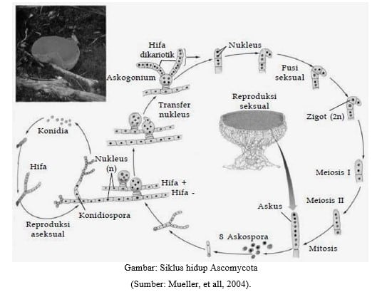 Siklus-hidup-Ascomycota
