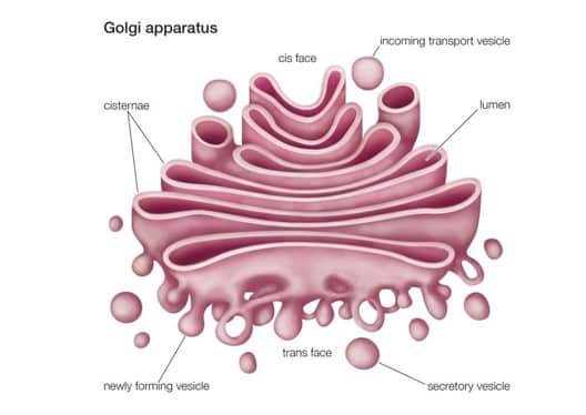 Tubuh Golgi