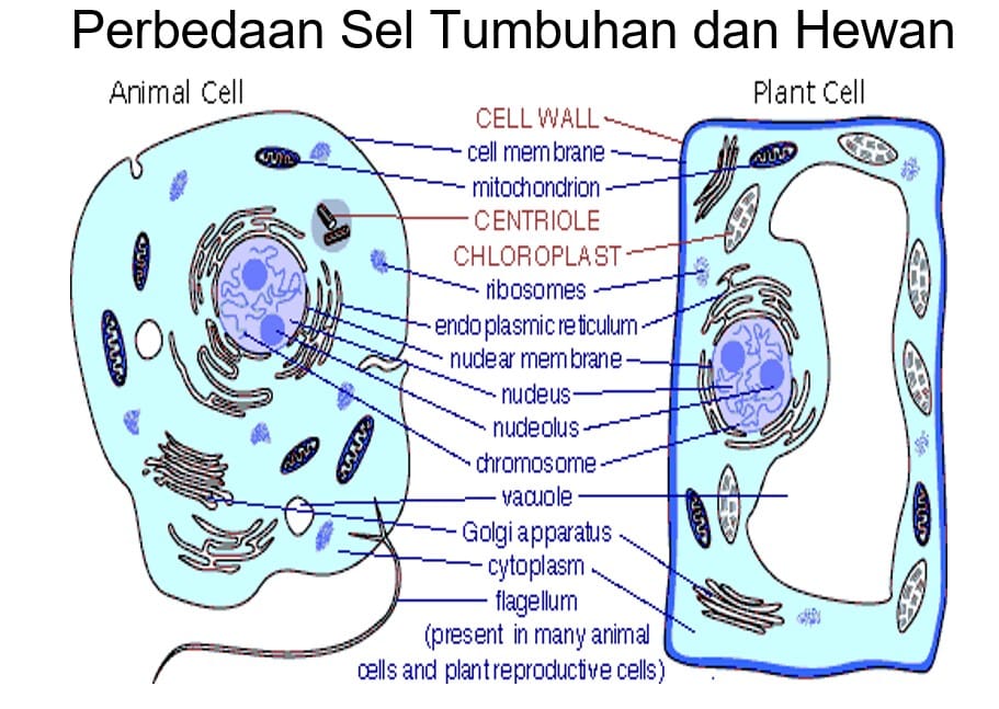 Gambar Perbedaan sel hewan dan sel tumbuhan