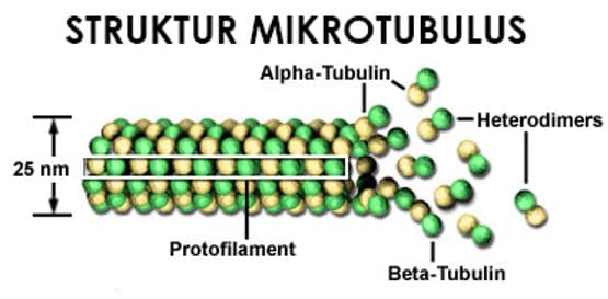 Mikrotobulus