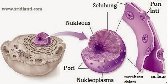 Nukleoplasma