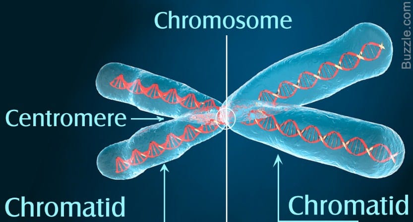 Kromosom yang menentukan jenis kelamin suatu individu disebut
