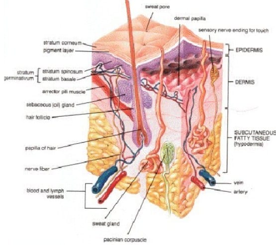 Ujung saraf indera pada kulit terdapat pada lapisan