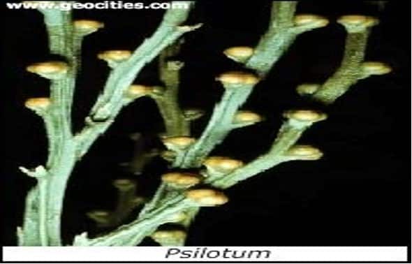 Gambar Tumbuhan Paku Purba (Psilophytinae)