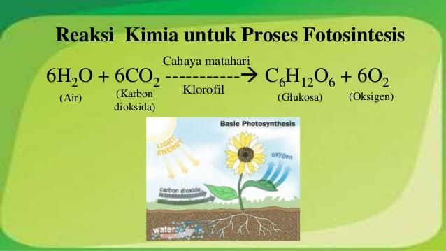 Perubahan Kimia karena Fotosintesis