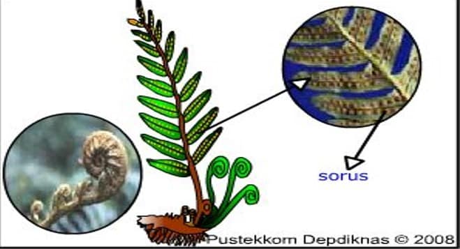 Adalah pteridophyta Kingdom Plantae