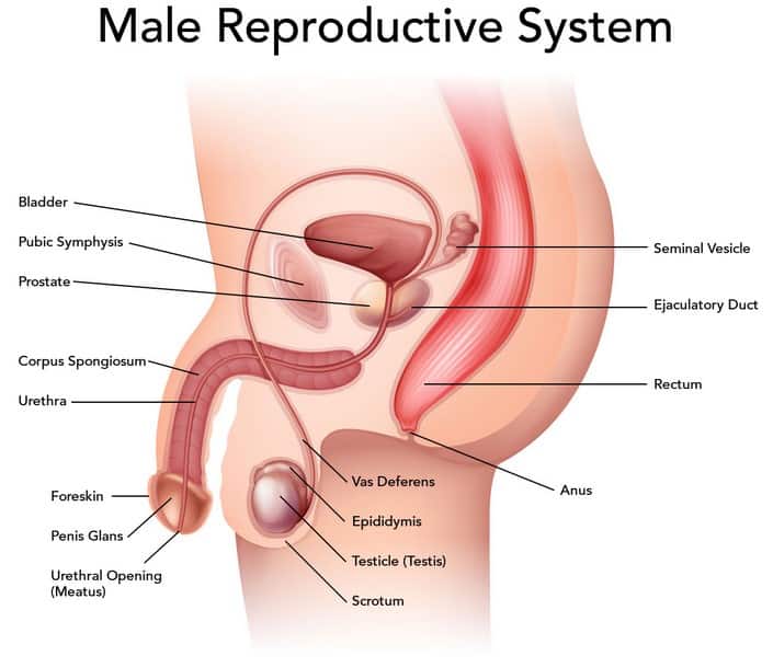 Berikut ini yang bukan termasuk organ reproduksi pada pria adalah