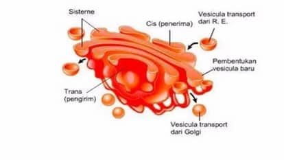 Badan Golgi
