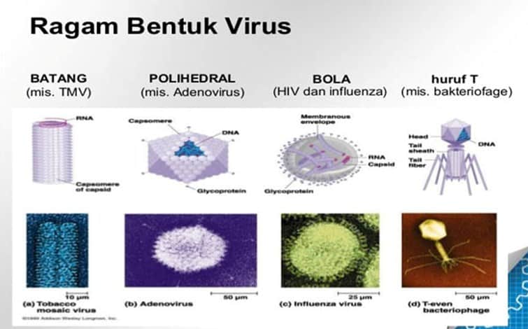 Pengertian Virus Ciri Jenis Struktur Bentuk Klasifikasi