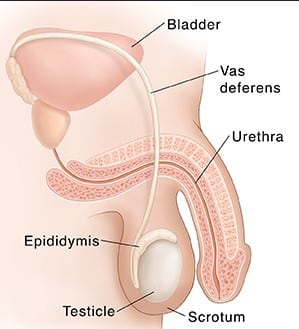 Organ reproduksi pria yang berfungsi menghasilkan sperma adalah