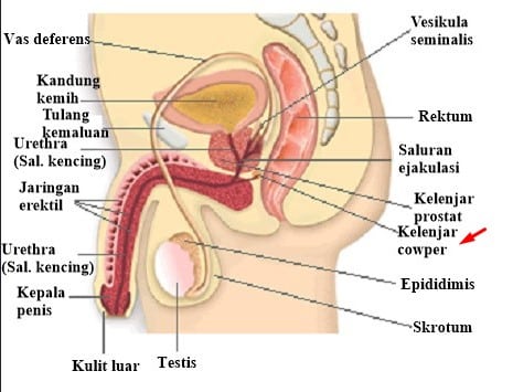 testis merupakan organ yang memproduksi sperma terletak di dalam