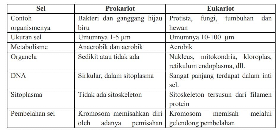 Perbandingan Sel Prokariot dan Eukariot 2