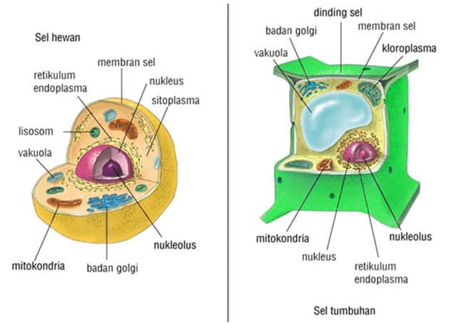 Perbedaan sel tumbuhan dan sel hewan