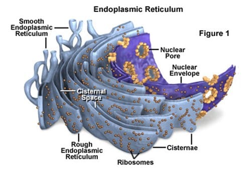 Retikulum Endoplasma (RE)