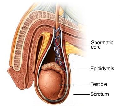 Organ reproduksi pria yang berbentuk seperti kantong di dalamnya terdapat testis dan berfungsi menjaga suhu testis agar sesuai untuk produksi sperma adalah ....