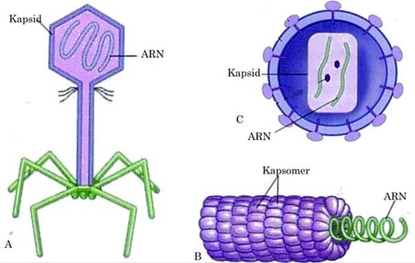 Struktur Virus