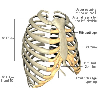 Fungsi sistem rangka antara lain melindungi organ internal. pada tubuh manusia tulang yang melindungi jantung dan paru-paru serta otak secara berturut-turut adalah .