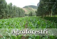 pengertian-agroforestri