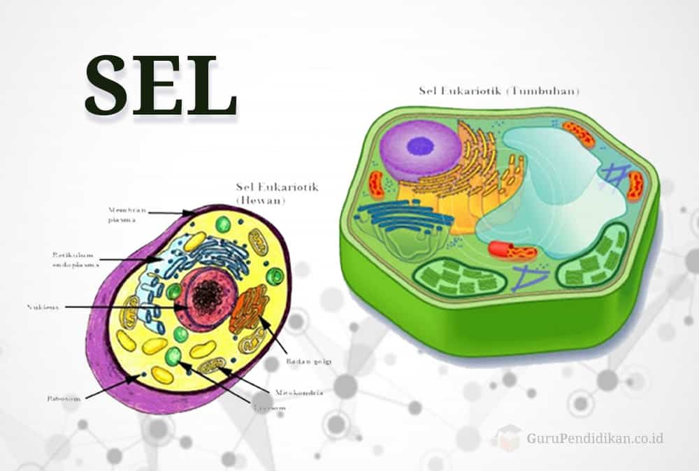 Struktur sel hewan tumbuhan bagaimana berdasarkan penyusunnya dan bentuk sel Sel Hewan: