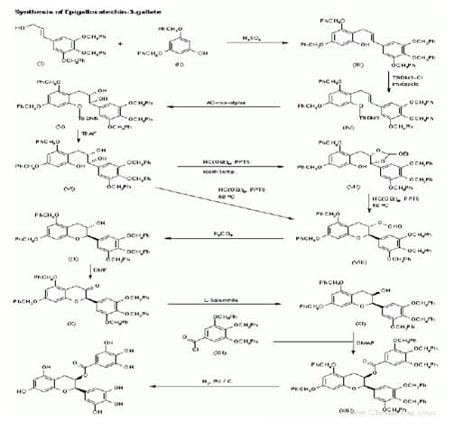 Biosintesis Polifenol