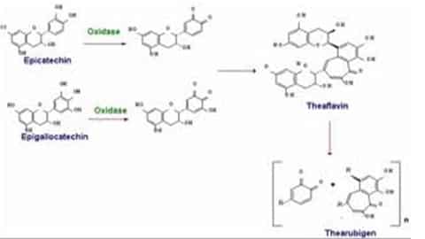 pengertian senyawa polifenol, struktur, jenis & klasifikasi