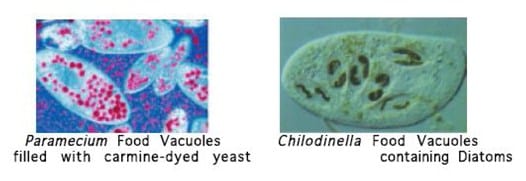 Deskripsi struktur vakuola
