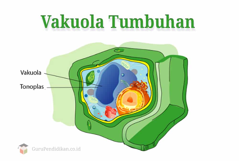 Vakuola terdapat di bagian sel yaitu