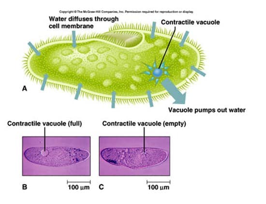 Vakuola dalam sel tumbuhan mempunyai ciri yaitu