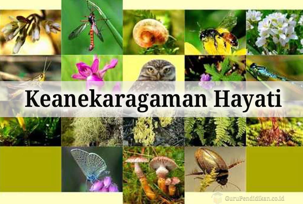 Keanekaragaman sebutkan fauna faktor indonesia yang mempengaruhi di dan flora Faktor Yang