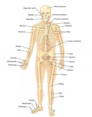 Ukuran otot memendek mengeras dan bagian tengahnya menggembung merupakan ciri otot sedang mengalami