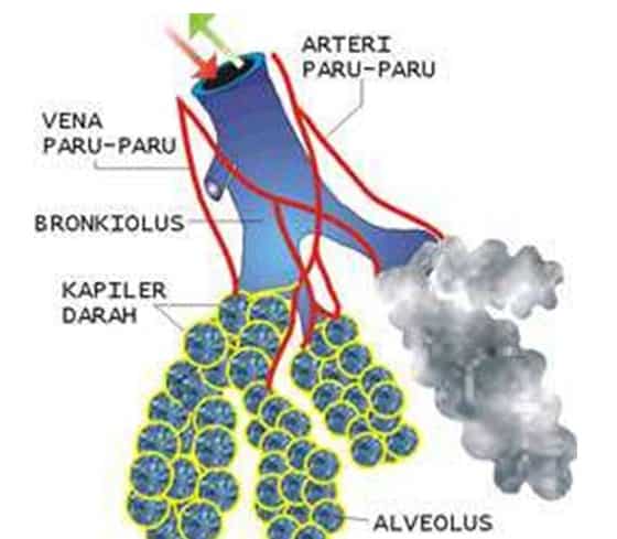 Alveolus