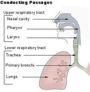 Anatomi Saluran Respirasi