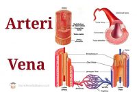 Arteri-Dan-Vena.jpg