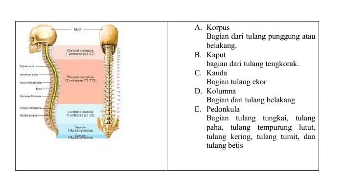 Bagian Struktur Tulang