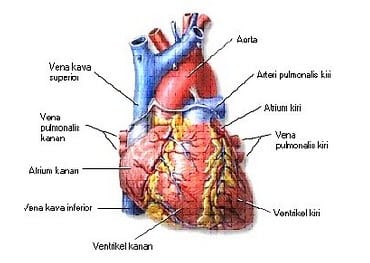Apakah fungsi jantung
