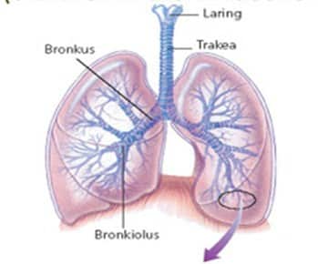 Proses pertukaran udara antara udara di dalam darah dan udara di atmosfer disebut pernapasan