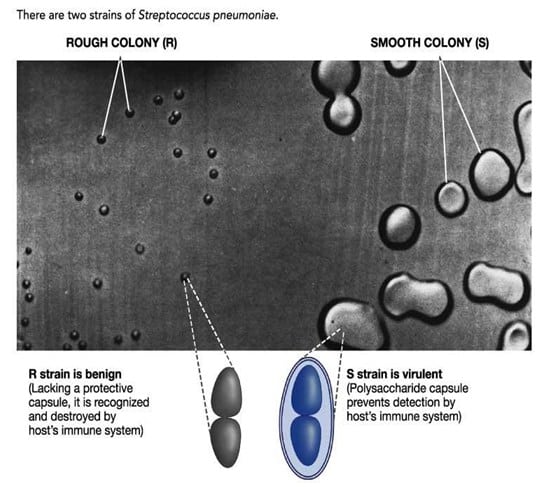 Dua strain S.pneumoniae yang digunakan Griffith saat menemukan fenomena transformasi DNA pada Bakteri
