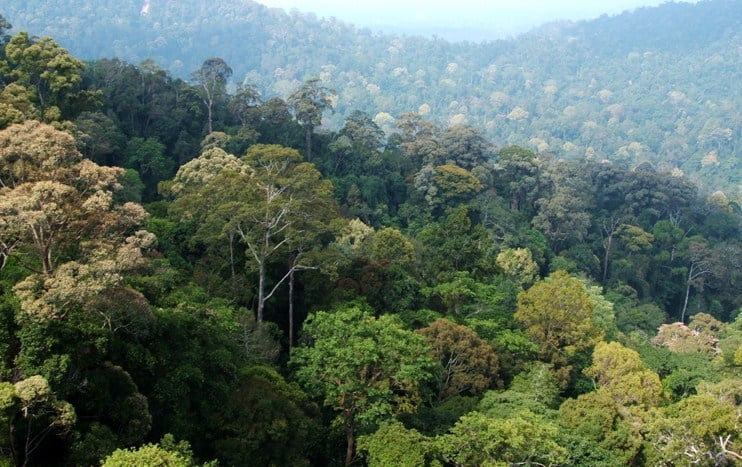 Hutan Tropis