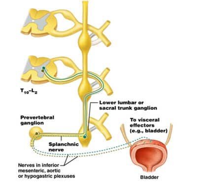 Jaras ke pelvis neuron preganglion