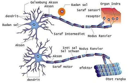 Rangsangan saraf dari membawa motorik Perbedaan sistem