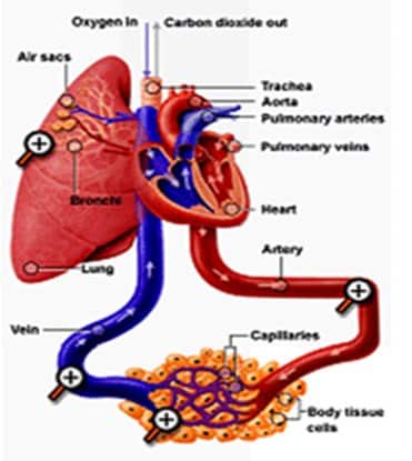 Di antara serambi dan bilik jantung terdapat katup jantung apakah fungsi dari katup jantung