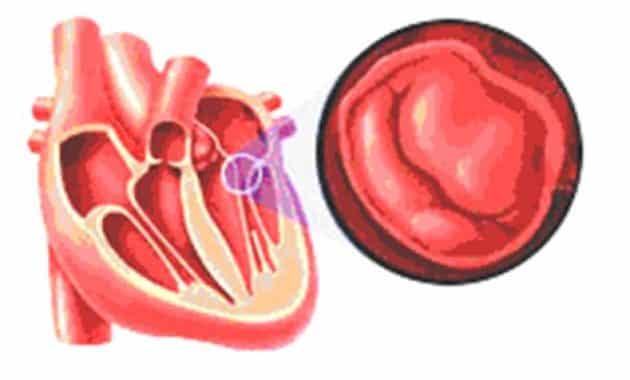Jantung Manusia Pengertian Fungsi Struktur dan Bagian