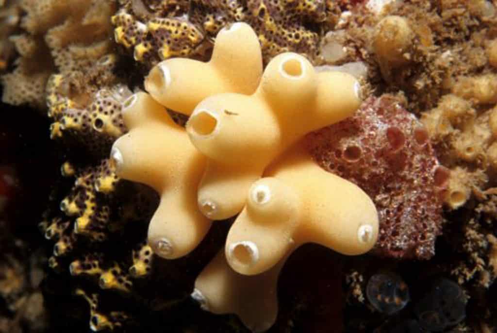 106+ 5 Gambar Hewan Porifera Gratis Terbaik