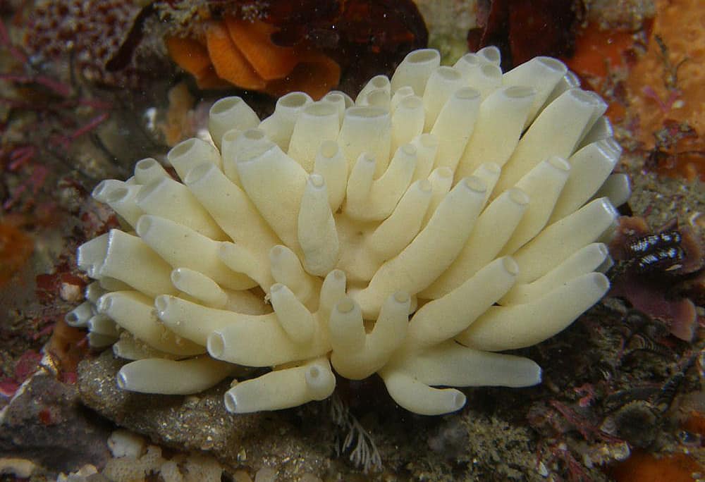 660 Gambar Hewan Porifera Dan Ciri Cirinya Terbaru
