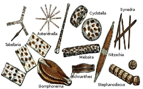 Klasifikasi Bacillariophyta